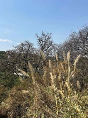 Terreno residencial en Hacienda de valle escondido.