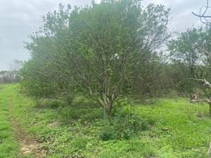 TERRENO CASI 8 HECTAREAS SOBRE CARRETERA  MERIDA- UMAN, YAXCOPIL, YUCATAN