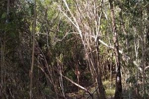 TERRENOS CON CENOTES EN TULUM