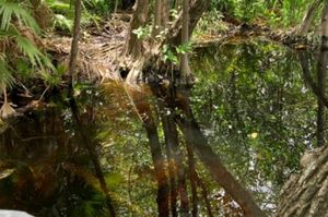 TERRENOS CON CENOTES EN TULUM