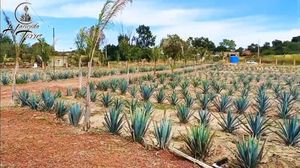 Rancho en venta a 10min de Matatlán