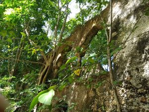 CHEMAX ANTIGUA HACIENDA CON CENOTE (AVH-2122)