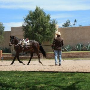 Los Senderos Lots: Four 21,527 ft2 lots for building home w/horse stable! MG