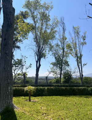 Terreno Lavanda en Rancho la Loma  LCT