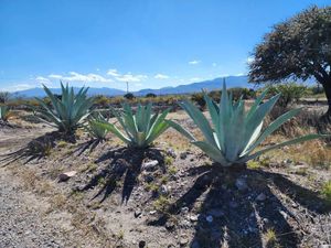 Agave as far as the eye can see