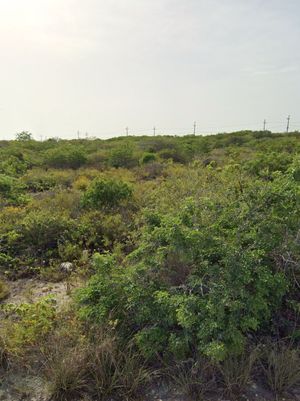 Terreno de 250 m2 en venta en Chicxulub Puerto