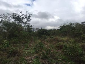 Terreno en venta por hectárea en carretera Mérida- Chicxulub