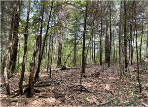 Terreno en venta en Temascaltepec.