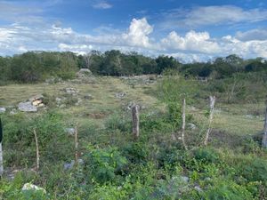 Rancho en Cantamayec de 259 hectareas propiedad privada sobre carretera