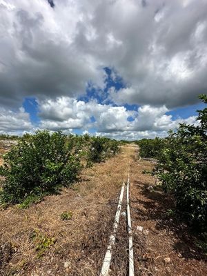 Rancho limonero cerca de Mérida Izamal  propiedad privada 250 hectareas