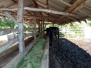 RANCHO EN BUCTZOTZ 49 HECTAREAS CERCA DE MERIDA