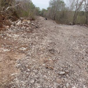 Terreno 122 hectáreas propiedad privada cerca de Valladolid Yucatan