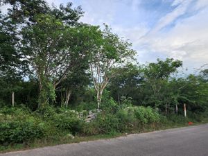 LOTE EN VENTA EN TIXCUYTÚN