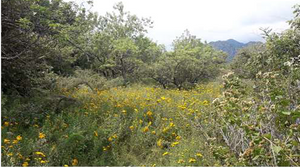 Terreno en venta en Tepoztlan