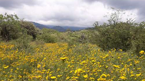 Terreno en venta en Tepoztlan