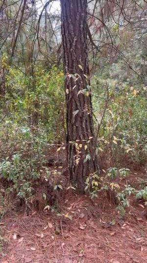 "CONSTRUYE TU REFUGIO EN EL BOSQUE"