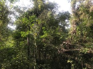 Terreno en Venta dentro de la reserva ecológica en Tomatlán, Jalisco