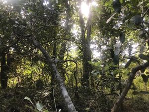 Terreno en Venta dentro de la reserva ecológica en Tomatlán, Jalisco