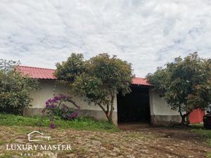 Huerta de Aguacate en venta en Michoacan