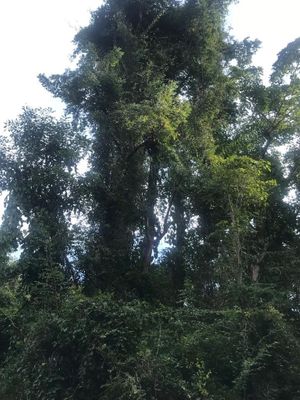 Terreno en Venta dentro de la reserva ecológica en Tomatlán, Jalisco