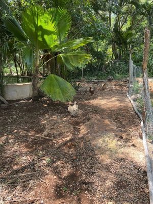 IF4292 VENTA DE FINCA CON 103 HA DE TERRENO EN TECOH, YUCATAN