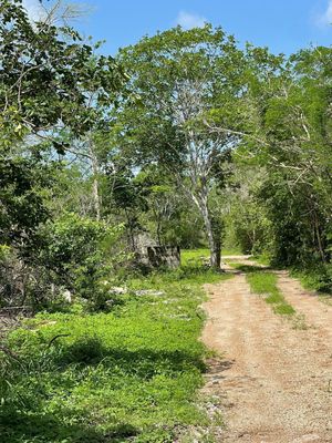 IF4624 VENTA DE TERRENO EN XCUNYA, MÉRIDA YUCATÁN