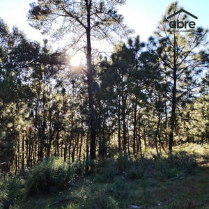 Invierte en la naturaleza: Terreno en Janacatlán con opciones de financiamiento