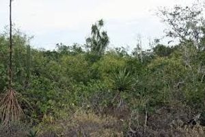 Lote en Sierra Papacal, ideal para desarrolladores.