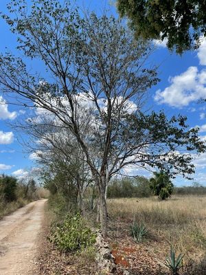 Terreno Opichen 264 hectáreas con 115 m sobre carretera Muna - Maxcanu