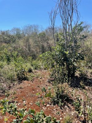 Terreno Opichen 264 hectáreas con 115 m sobre carretera Muna - Maxcanu