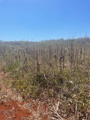 Terreno Opichen 264 hectáreas con 115 m sobre carretera Muna - Maxcanu