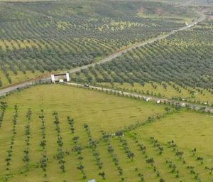 TERRENO EN VENTA EN VALLE DE GUADALUPE