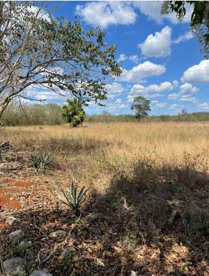 Terreno en venta en Opichén 264 Hectareas