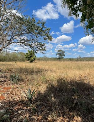 Terreno en venta en Opichén 264 Hectareas