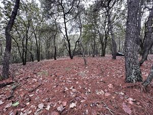 Terreno en Venta en LA PRIMAVERA, Av. Mariano Otero, Zapopan, Jalisco