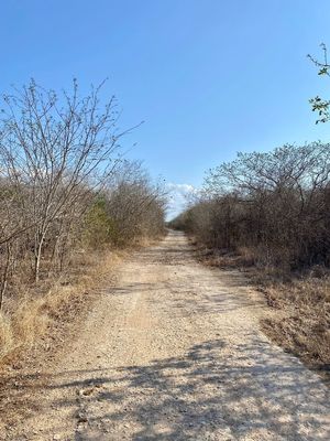 Olivos lotes campestres Conkal Yucatan