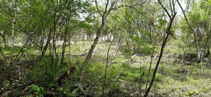 Terreno en Villa Esmeralda, Berriozabal