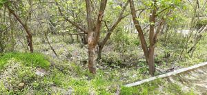 Terreno en Villa Esmeralda, Berriozabal