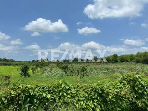 Venta de Huerta con Finca en El Huajolote Rosario, Sinaloa