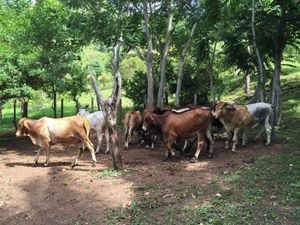 38 hectáreas Rancho en Parcela Ejidal a una hora de Palenque, Chiapas