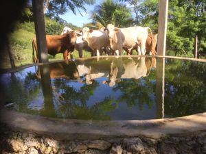 38 hectáreas Rancho en Parcela Ejidal a una hora de Palenque, Chiapas