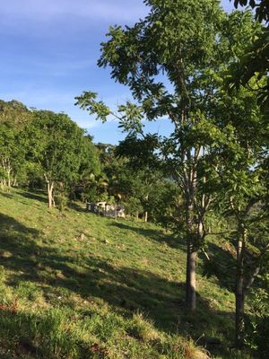 38 hectáreas Rancho en Parcela Ejidal a una hora de Palenque, Chiapas