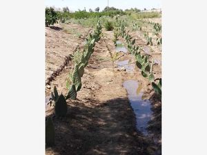 Finca/Rancho en Venta en La Puerta Mexicali