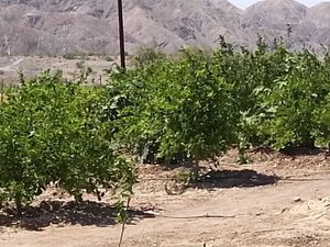 Finca/Rancho en Venta en La Puerta Mexicali