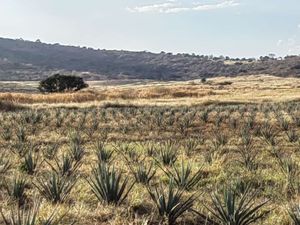 59 hectareas en Renta  en Tepatitlan Jalisco $30,000 por hectárea