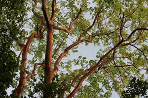 CHAKÁ COMUNIDAD NATURA - YUCATÁN