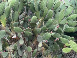 Vendo terreno de 800 Hectareas en Champantongo, Hidalgo