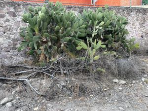 Vendo terreno de 800 Hectareas en Champantongo, Hidalgo