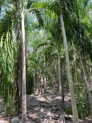 Finca en Venta - Finca Tecoh - Tecoh, Yuc Quinta en Tecoh, Tecoh