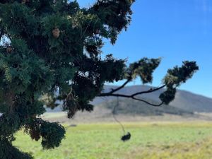 Terreno en Venta en San Antonio de las Alazanas Arteaga